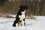 BORDER COLLIE 1118